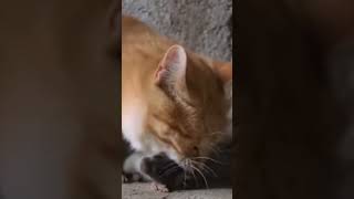 Відео С Котіками