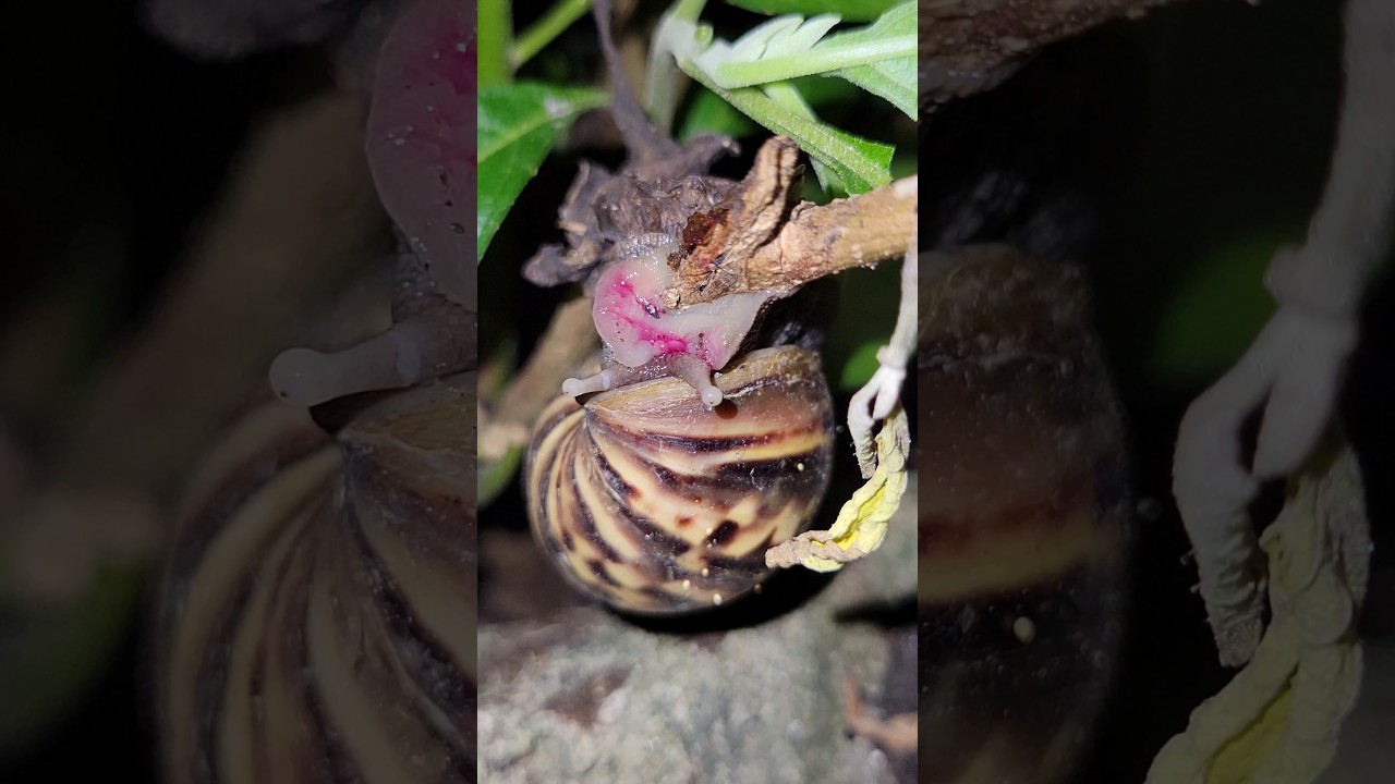 Snails are extremely adorable | the life of all things 