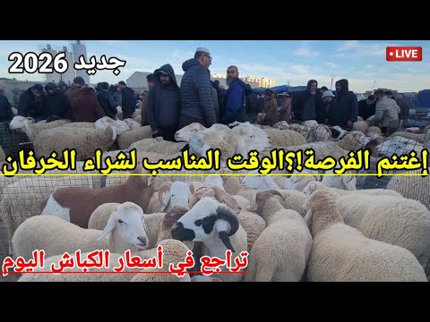 تراجع في أسعار الكباش اليوم لمن يريد شراء الخرفان هذا هوا الوقت المناسب بداية موفقة لسنة 2026