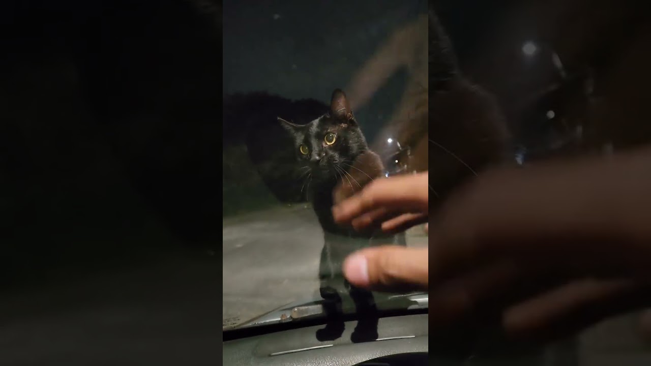 Gatinho doidinho brincando 😹🐾 | Crazy Kitten Playing #shorts