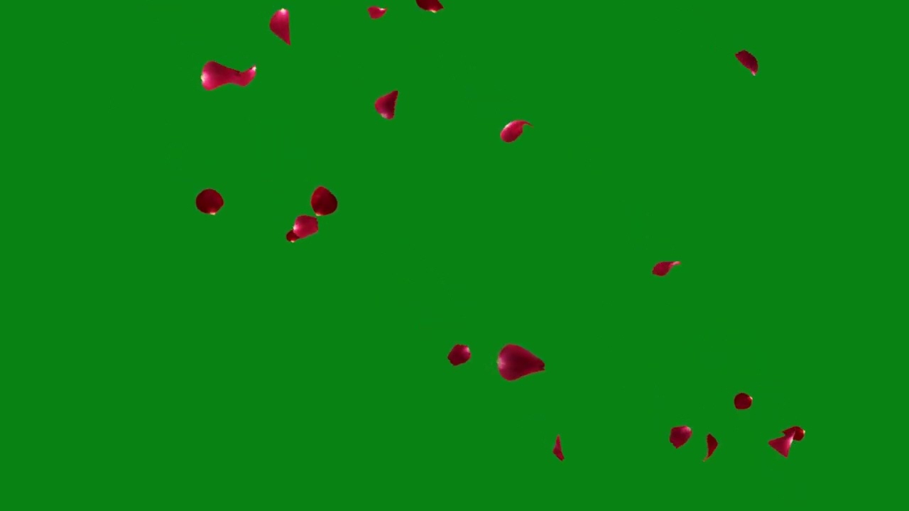 Rose Petals Falling Green Screen