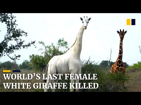 World’s last female white giraffe and her calf killed by poachers in Kenya