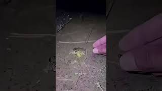 boing catch frogs funny 😂 android frog 🐸🤡 #funny #whowillbemylifepartnerta