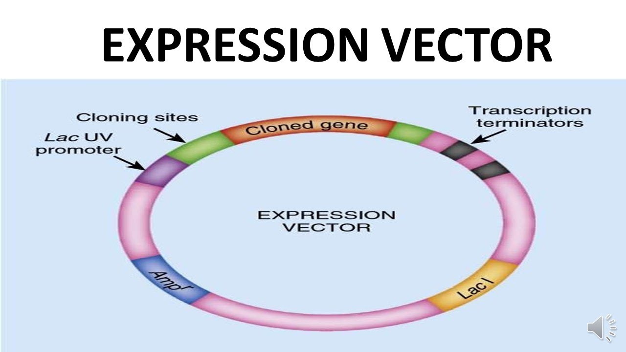 EXPRESSION VECTOR - YouTube