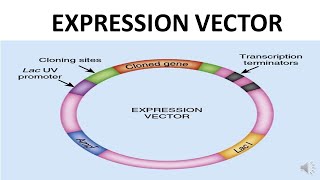 EXPRESSION VECTOR
