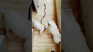 Chiku And Jojo Ladaii Kar Rehe H