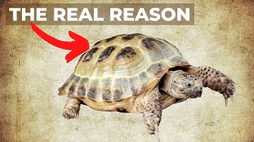 The Real Reason Why Turtles Have Shells