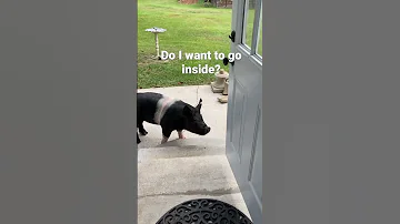 Mr.Shorty decides inside or people