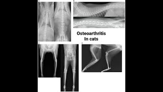 Signs and Symptoms of arthritis in cats