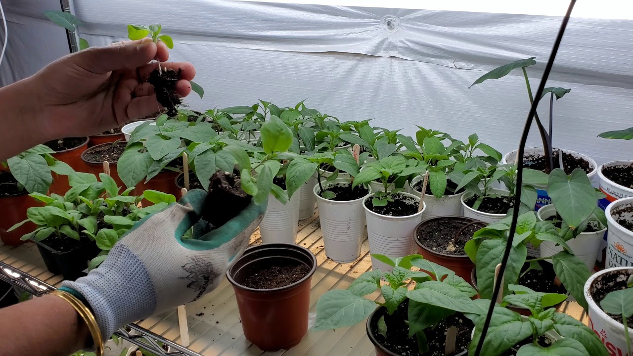 How to Plant, Grow & Care for Eggplant Part 2 Transplanting the