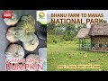 Bhanu Farm to Manas National Park*Humare Farm k Pumpkin #viralvideo #farming #trending #agriculture