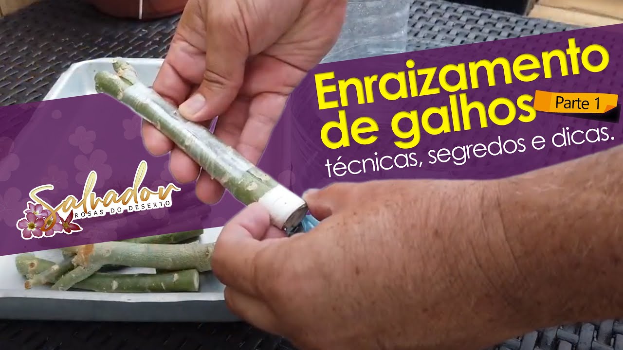 Faça os galhos e estacas de sua rosas do deserto enraizarem sem mistério Parte 1