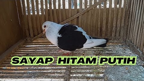 MERPATI WARNA UNIK SAYAP HITAM PUTIH