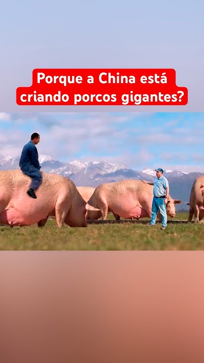 A China Está Criando Porcos Gigantes Por Esse Motivo