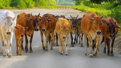 Aktivitas Kawanan Sapi lembu Jinak Di sore hari di jalan, Suara Sapi Moo, Puluhan Sapi Lucu