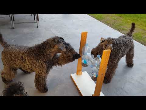 Video: Plemeno Psa Kerry Blue Terrier Hypoalergenní, Zdraví A životnost