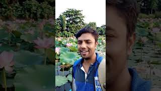 Please make a beautiful video with this picture. I am sailing through the lotus flowers.