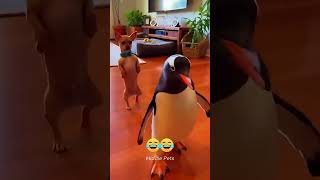 These Cat Movements Make NO Sense