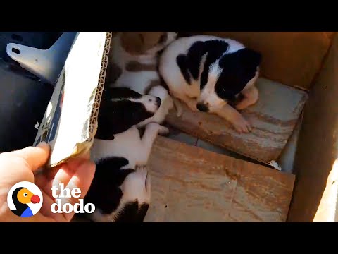 Video: Jogger oppdager en boks med 19 forlatte valper