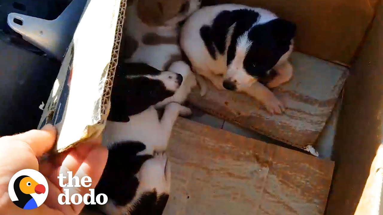 Guy Finds Three Adorable Puppies Abandoned In A Box | The Dodo - YouTube