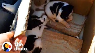 Guy Finds Three Adorable Puppies Abandoned In A Box The Dodo