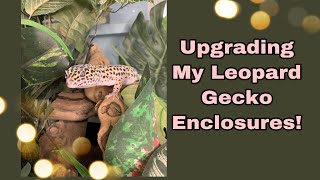 Upgrading My Leopard Geckos Enclosures! | 36x18x18 ZOOMED REPTIHABITAT |