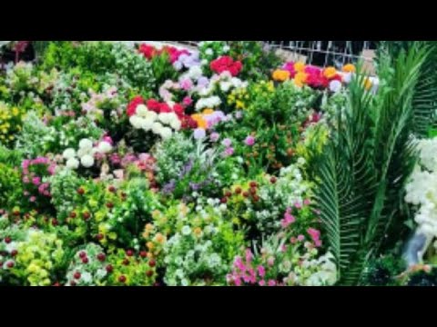 افتتاح المركز التجارى لمستلزمات الاسره بمدينه اجا اكبر مول تجارى فى الدقهليه