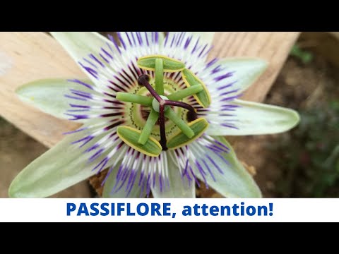 Vidéo: Magnifique passiflore - poussant à partir de graines