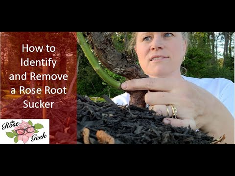 Video: What Is A Sucker On A Rose Bush: Lär dig om Sucker Growth On Roses