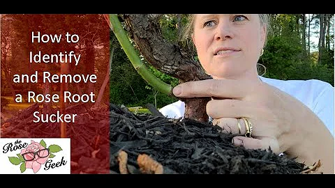 Rose Root Sucker - How to Identify and Remove a Ro...