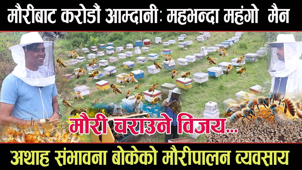 मौरीबाट करोडौं आम्दानीः महभन्दा महंगो मैन, क्यानसरको औषधीदेखि, कस्मेटिक सामानमा प्रयोगmauri