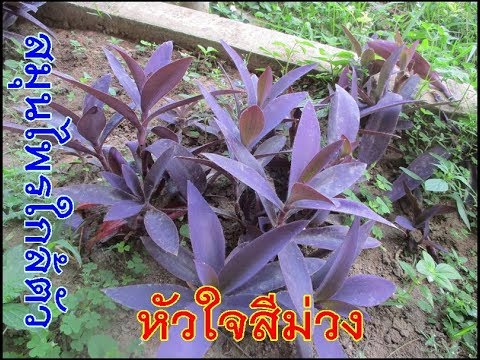 วีดีโอ: สีม่วงทาบนต้นไม้หมายถึงอะไร?