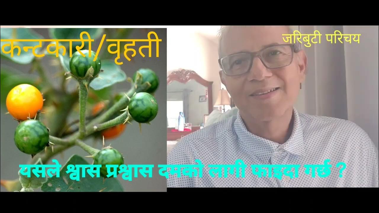 what-does-benefits-of-kantkari-brihati-solanum-indicaum