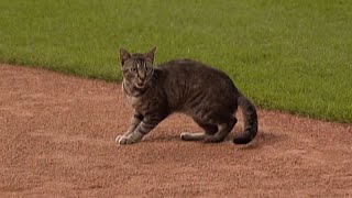 SEA@KC: Feline takes field in Mariners-Royals 5th