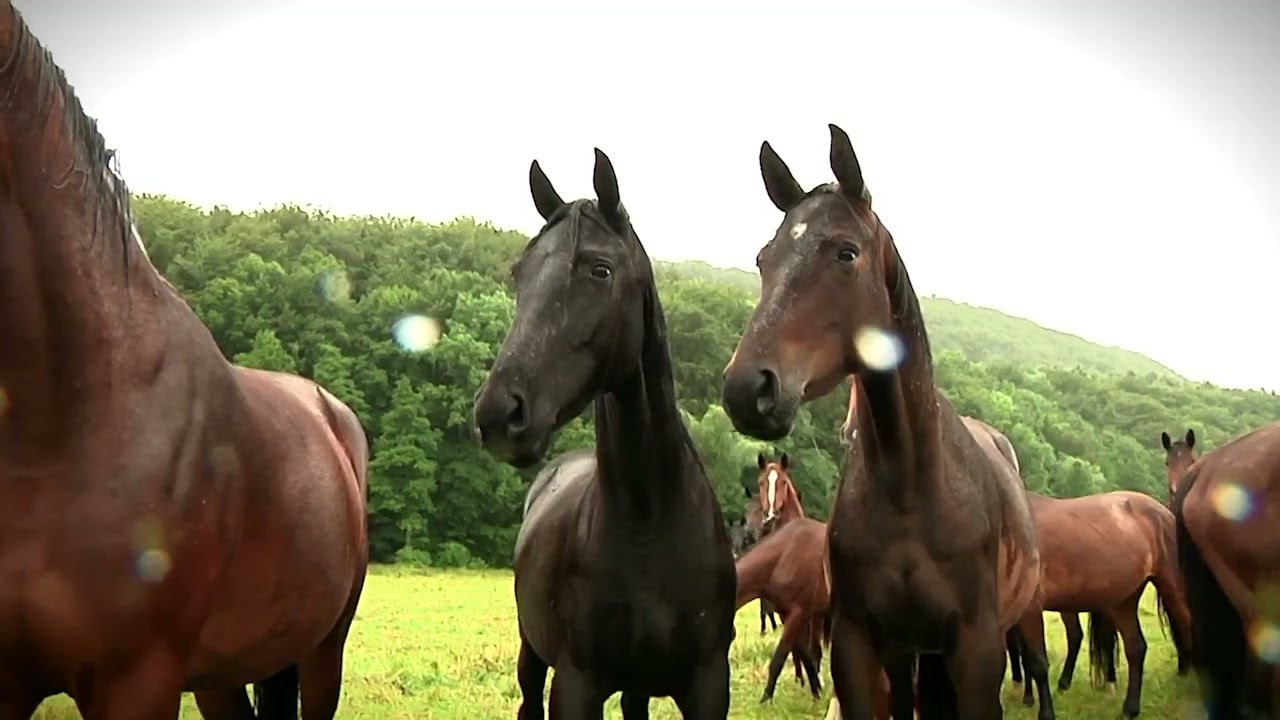 Wie die Thüringeti Pferde leben