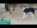 Dog barking | fight between two dogs | Dogs fight | German vs Desi dogs fight