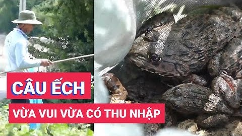 Câu ếch đồng mùa nước nổi, vừa vui vừa có thêm thu nhập