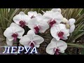 №457/ ШКАРНЫЕ СВЕЖИЕ орхидеи и другие цветы в ЛЕРУА МЕРЛЕН на Новороссийской