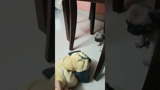 pug fear of pug soft toy😂😂😂 screenshot 5