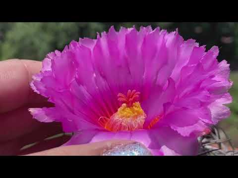 Echinocactus Horizonthalonius Bloom Timelapse 6/24/26