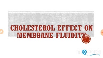 Membrane fluidity || role of cholesterol on membrane fluidity - part 2||