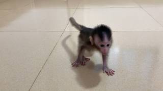 Smallest baby mnkey look so sadd tri find her mom