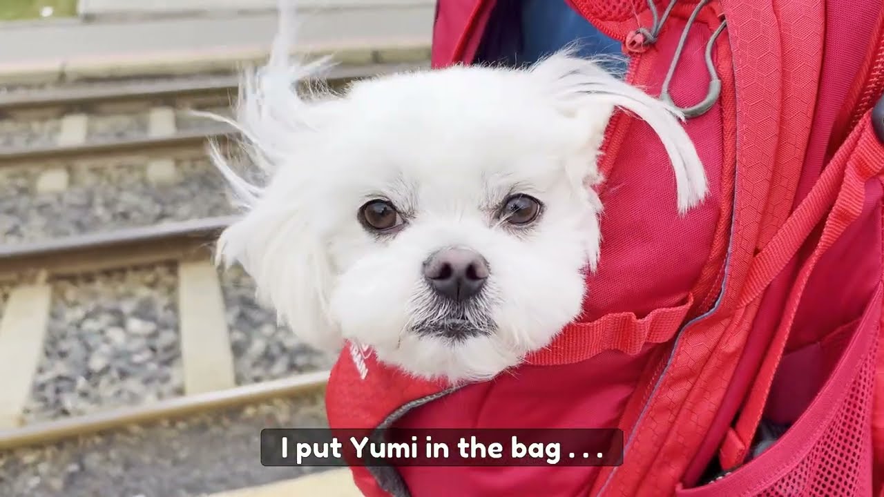 Come Walk With My Maltese Dogs in Prague! 🐶