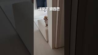 이사간 집 새로운 웰컴존 #크림푸들