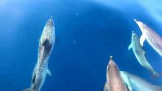 New Joy of Dolphins on Our Bow: A 1 Minute Jimages Film