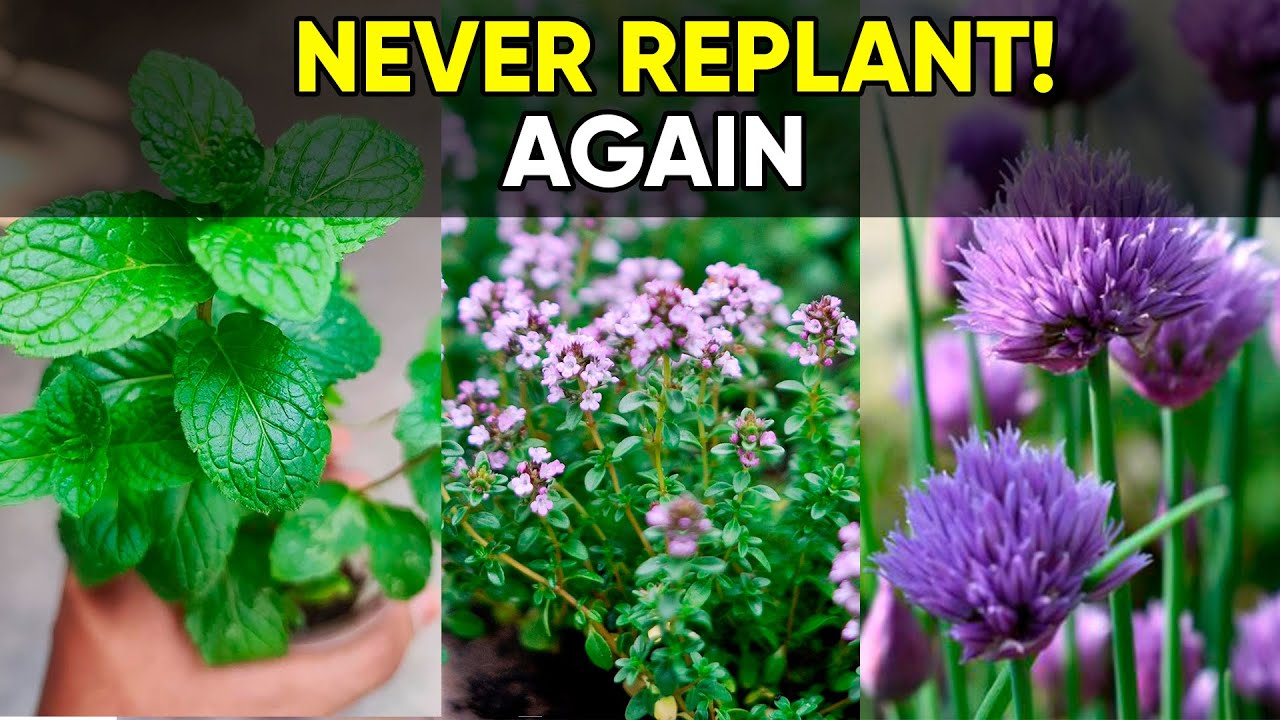 Plant Once, Harvest for Years 🌱 | 8 Perennial Herbs You’ll Love