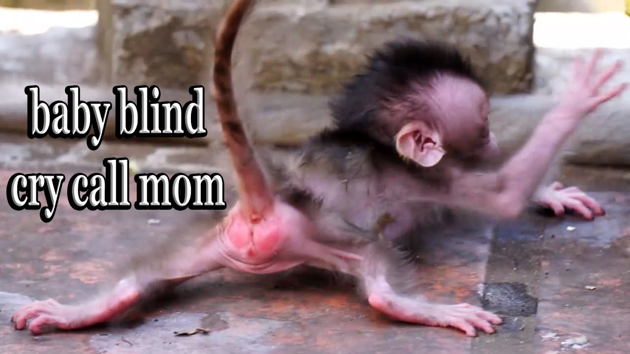 Really pity blind baby Emily, why Emila left her baby? Emily very cry call mom hug him...!