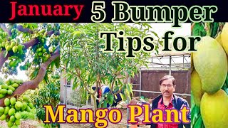 January months 5 Bumper Tips you must follow for Mango Plants