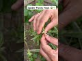 1 spider plant se unlimited plants 😍🌿#GardeningIndia #PlantLovers #IndoorPlants #Propagation