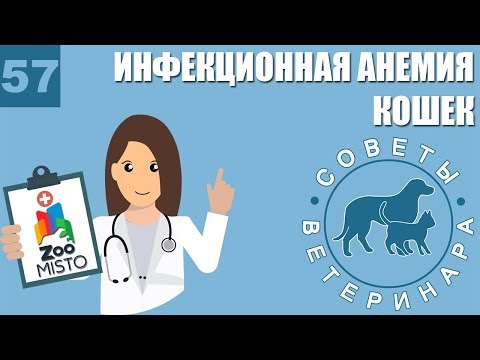 Инфекционная анемия кошек | Симптомы, лечение гемобартонеллеза | Причины болезни | Советы Ветеринара
